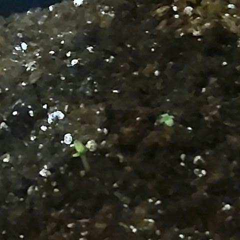 Growerina growlog photo: 09.00 Missione nascita compiuta: 2 piantine stabili a sud ovest, 2 in competizione a nord di cui una debole ma quasi stabile e una + forte ma con cotiledoni chiusi. Il terreno è ancora bagnato, solo spruzzato acqua.