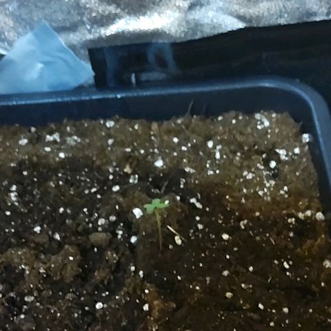 Growerina growlog photo: 09.00 Missione nascita compiuta: 2 piantine stabili a sud ovest, 2 in competizione a nord di cui una debole ma quasi stabile e una + forte ma con cotiledoni chiusi. Il terreno è ancora bagnato, solo spruzzato acqua.