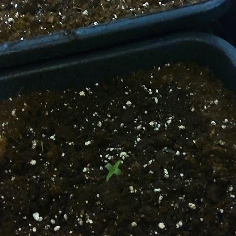 Growerina growlog photo: 09.00 Missione nascita compiuta: 2 piantine stabili a sud ovest, 2 in competizione a nord di cui una debole ma quasi stabile e una + forte ma con cotiledoni chiusi. Il terreno è ancora bagnato, solo spruzzato acqua.