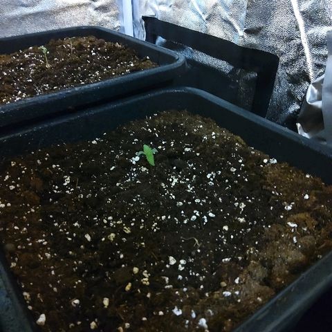 Growerina growlog photo: 09.00 A nord situazione risolta, aperti cotiledoni pianta a sx., è + forte dell'altra