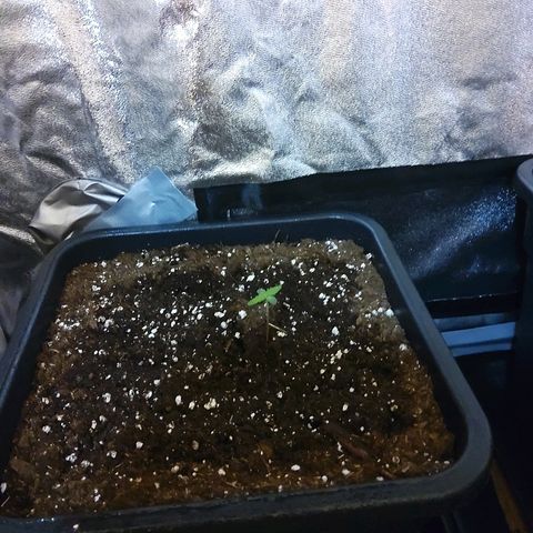 Growerina growlog photo: 09.00 A nord situazione risolta, aperti cotiledoni pianta a sx., è + forte dell'altra