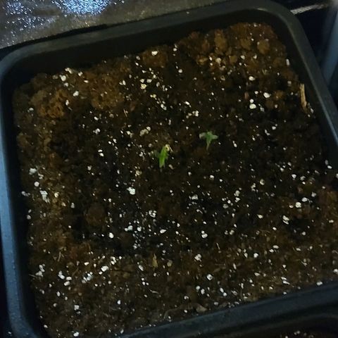 Growerina growlog photo: 09.00 A nord situazione risolta, aperti cotiledoni pianta a sx., è + forte dell'altra