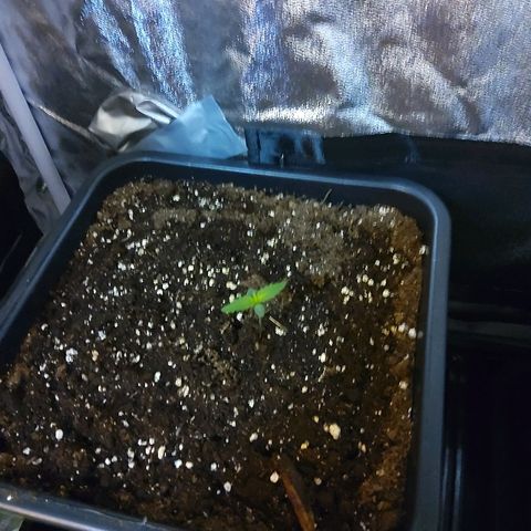 Growerina growlog photo: Ore 09.00 Piantine ok, problema con i timer