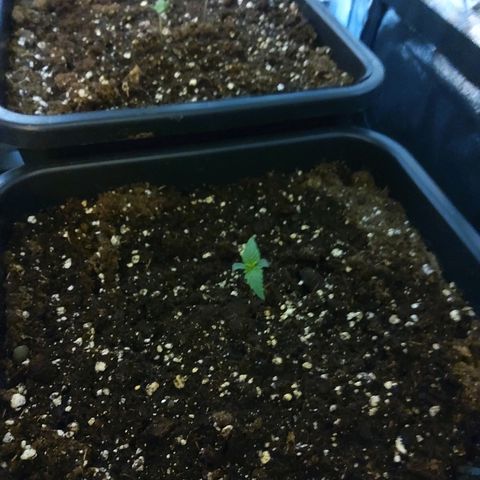 Growerina growlog photo: Ore 09.00 Piantine ok, problema con i timer
