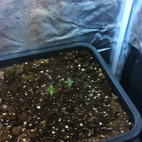 Growerina growlog photo: Ore 09.00 Piantine ok, problema con i timer