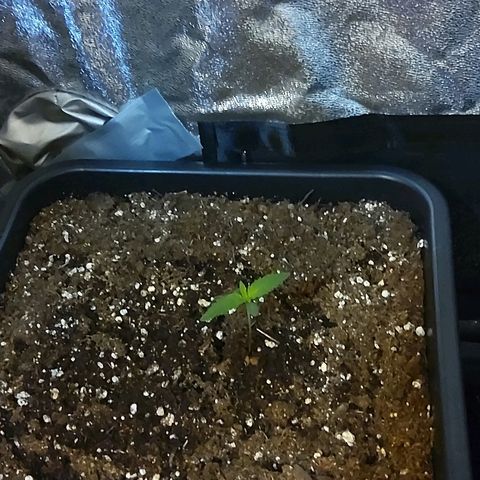 Growerina growlog photo: 12,00 Ok