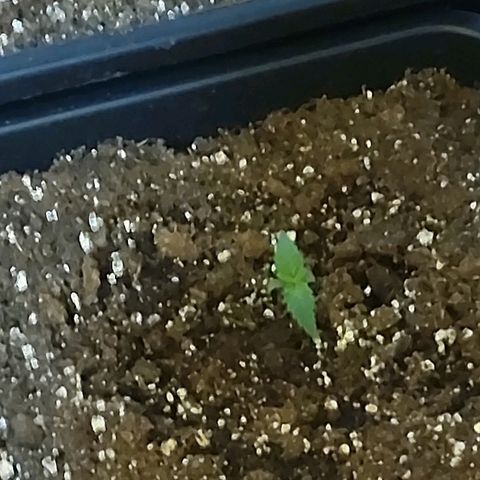 Growerina growlog photo: 12,00 Ok