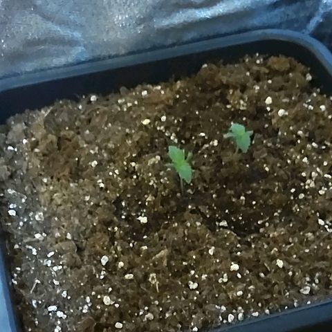 Growerina growlog photo: 12,00 Ok