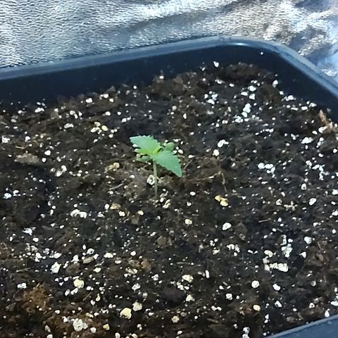 Growerina growlog timeline photo