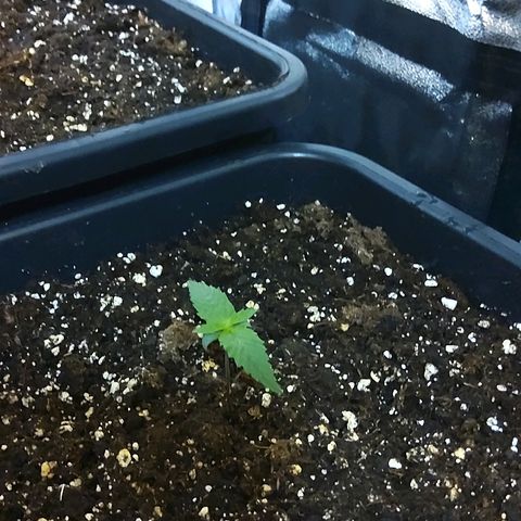 Growerina growlog timeline photo