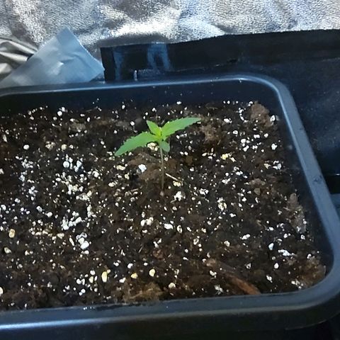 Growerina growlog photo: 09.00 Ok