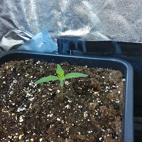 Growerina growlog photo: 10,00 Ok a nord qualche problemino