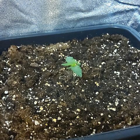 Growerina growlog photo: 10,00 Ok a nord qualche problemino