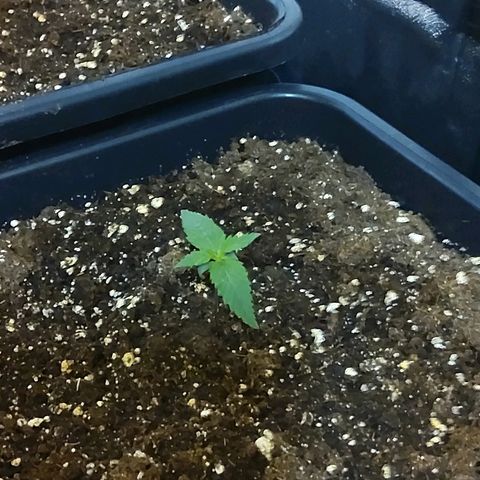 Growerina growlog photo: 10,00 Ok a nord qualche problemino