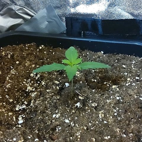 Growerina growlog photo: 12,00 