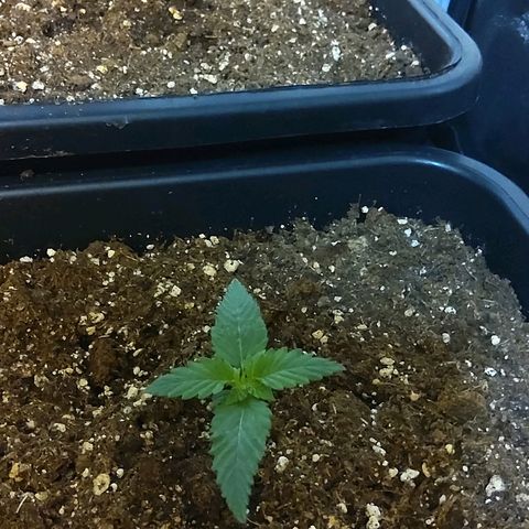 Growerina growlog photo: 12,00 