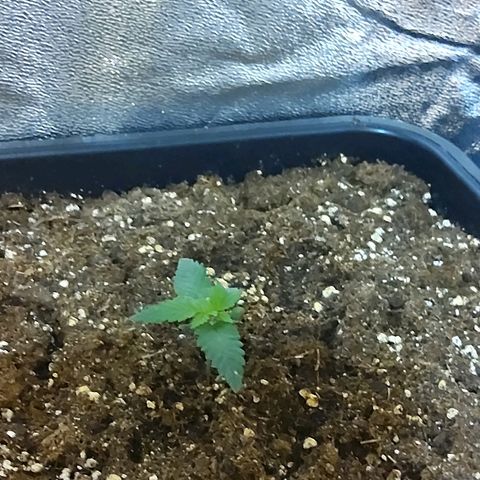 Growerina growlog photo: 12,00 