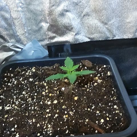 Growerina growlog photo: 09,00 Piantine provate dal caldo, gambi sottili, foglie increspate.
Terra fradicia, non innaffiare assolutamente fino a domani.