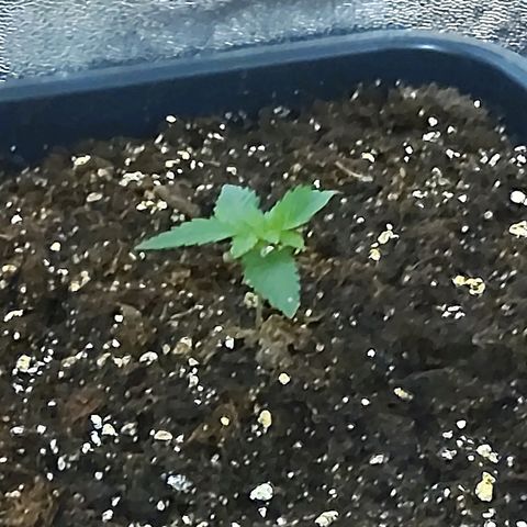 Growerina growlog photo: 09,00 Piantine provate dal caldo, gambi sottili, foglie increspate.
Terra fradicia, non innaffiare assolutamente fino a domani.