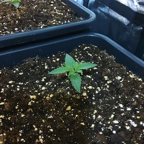 Growerina growlog photo: 09,00 Piantine provate dal caldo, gambi sottili, foglie increspate.
Terra fradicia, non innaffiare assolutamente fino a domani.