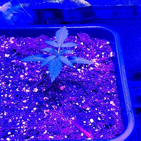 Growerina growlog photo: 12,00 Ok