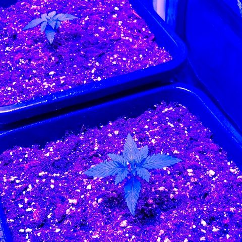 Growerina growlog photo: 12,00 Ok