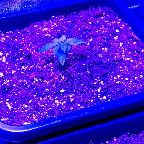 Growerina growlog photo: 12,00 Ok