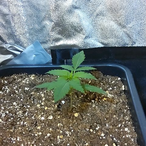 Growerina growlog photo: 11,30 Misurazione terreno