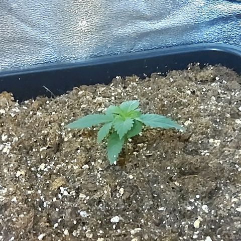 Growerina growlog photo: 11,30 Misurazione terreno