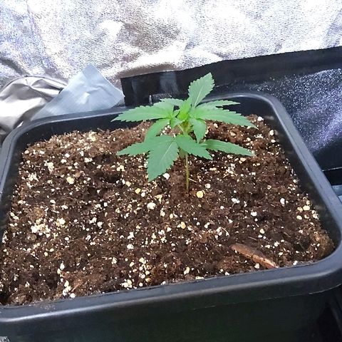 Growerina growlog photo: 12,09 Ok