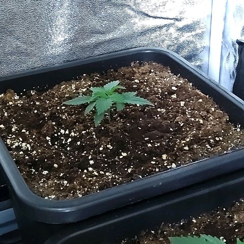 Growerina growlog timeline photo