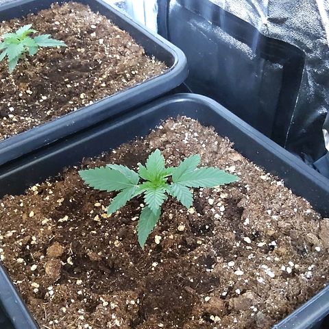 Growerina growlog timeline photo