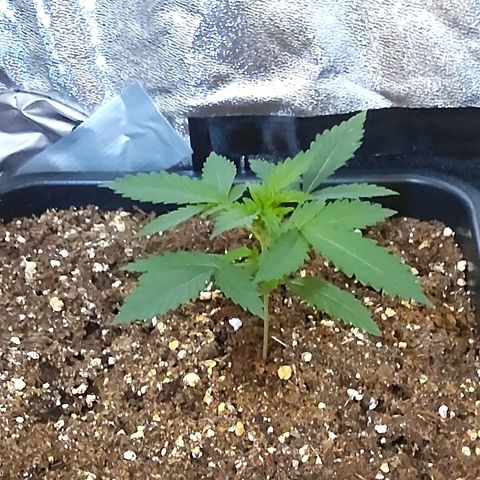 Growerina growlog photo: 12,00 Tutto ok