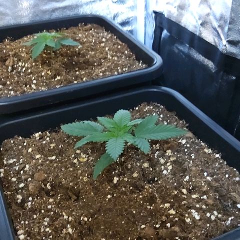 Growerina growlog photo: 12,00 Tutto ok