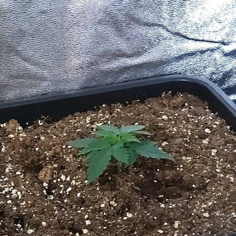 Growerina growlog photo: 12,00 Tutto ok