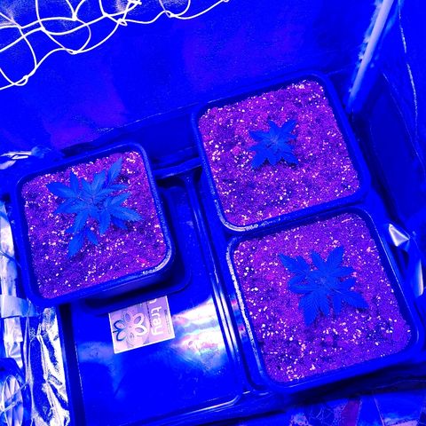 Growerina growlog photo: 19,00 Sproporzioni in essere, ma siamo in ballo