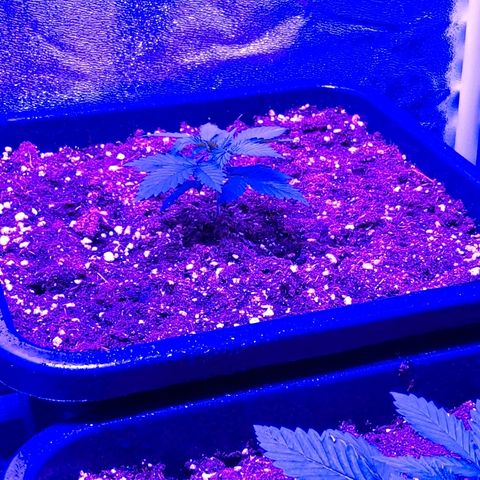 Growerina growlog photo: 19,00 Sproporzioni in essere, ma siamo in ballo
