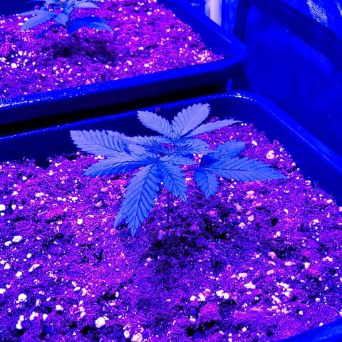 Growerina growlog photo: 19,00 Sproporzioni in essere, ma siamo in ballo