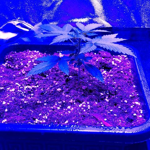 Growerina growlog photo: 19,00 Sproporzioni in essere, ma siamo in ballo