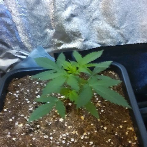Growerina growlog photo: 12,00 Ok