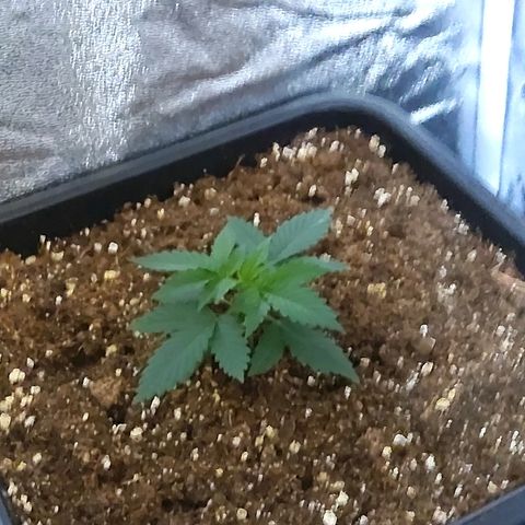 Growerina growlog photo: 12,00 Ok