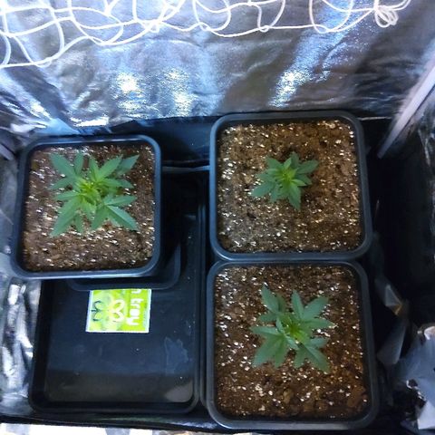 Growerina growlog photo: 12,00 Ok