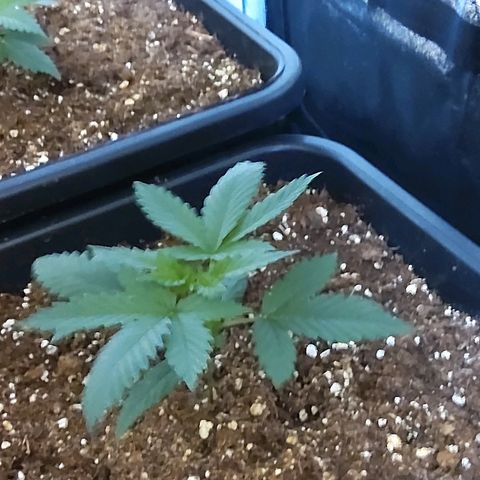 Growerina growlog photo: 12,00 Ok