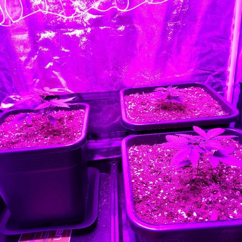 Growerina growlog photo: 18,30 Inizio fioritura