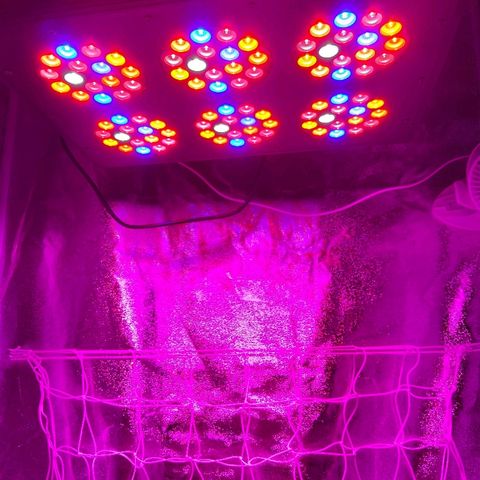 Growerina growlog photo: 18,30 Inizio fioritura
