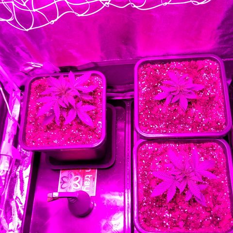 Growerina growlog photo: 19,00 Ok