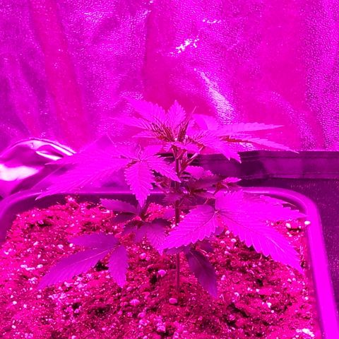 Growerina growlog photo: 19,00 Ok