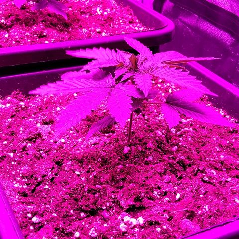 Growerina growlog photo: 19,00 Ok
