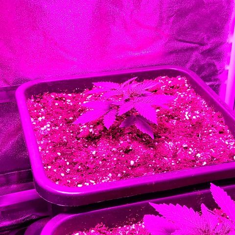 Growerina growlog photo: 19,00 Ok