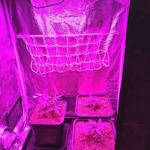 Growerina growlog photo: 08,00 Oggi topping a nord